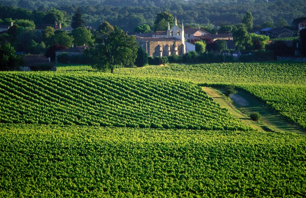 View of vineyards near villa Numa House in Bordeaux region